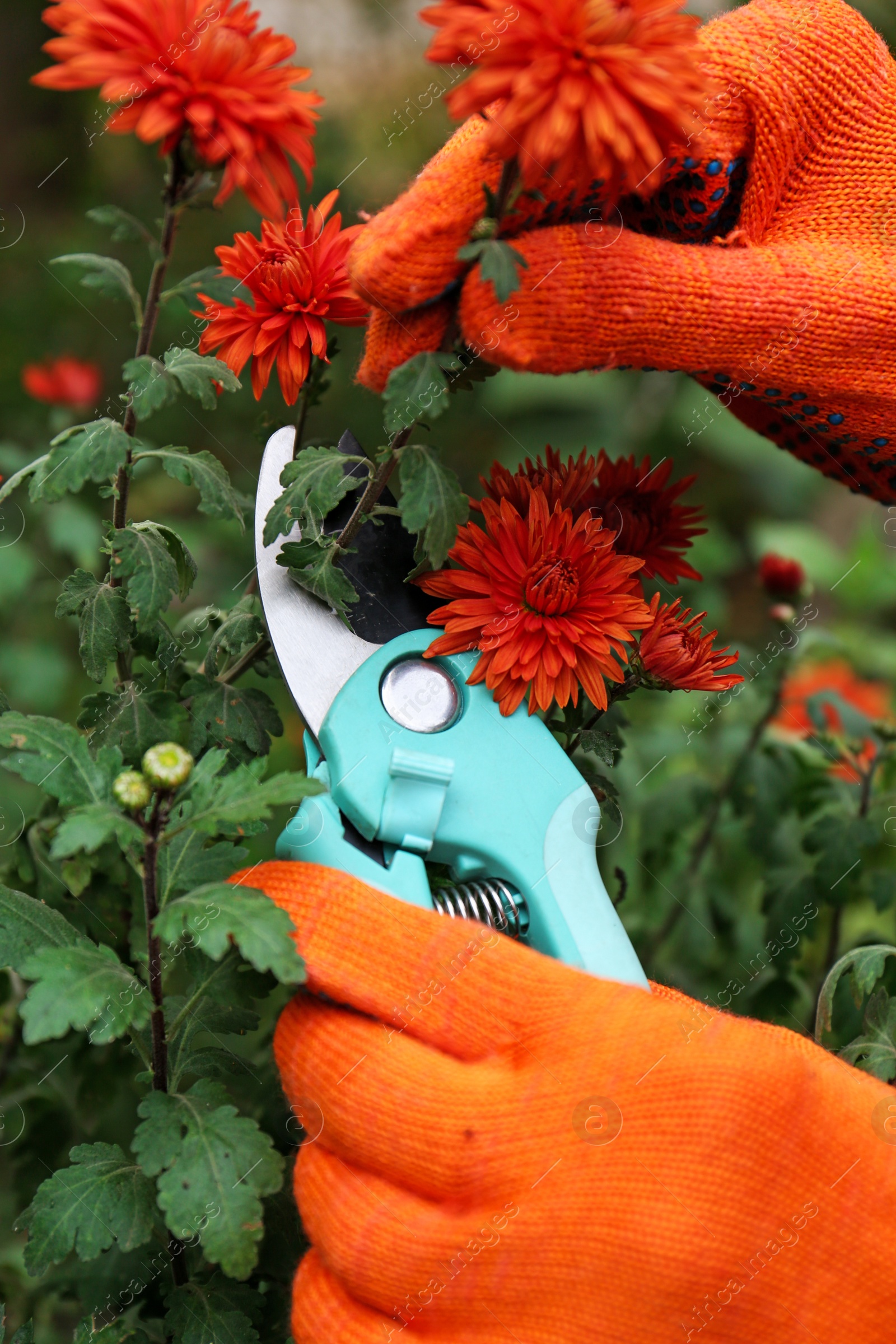Photo of Woman wearing gloves pruning beautiful chrysanthemum flowers by secateurs in garden, closeup