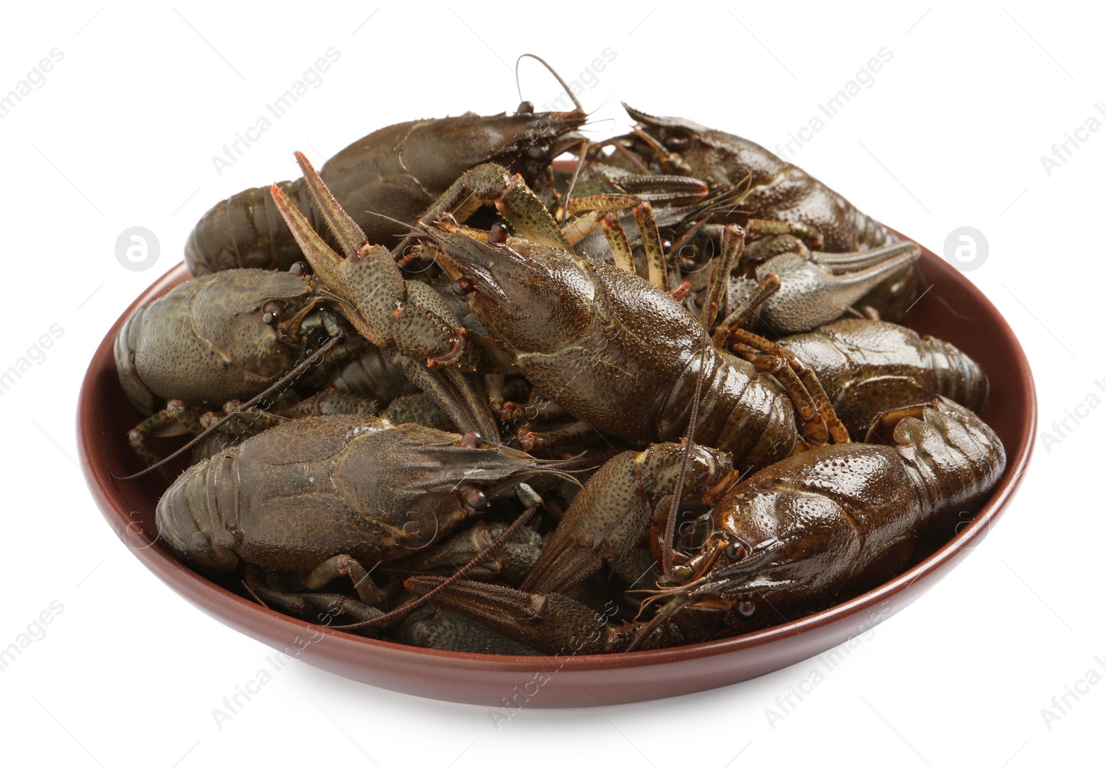 Photo of Fresh raw crayfishes in bowl on white background
