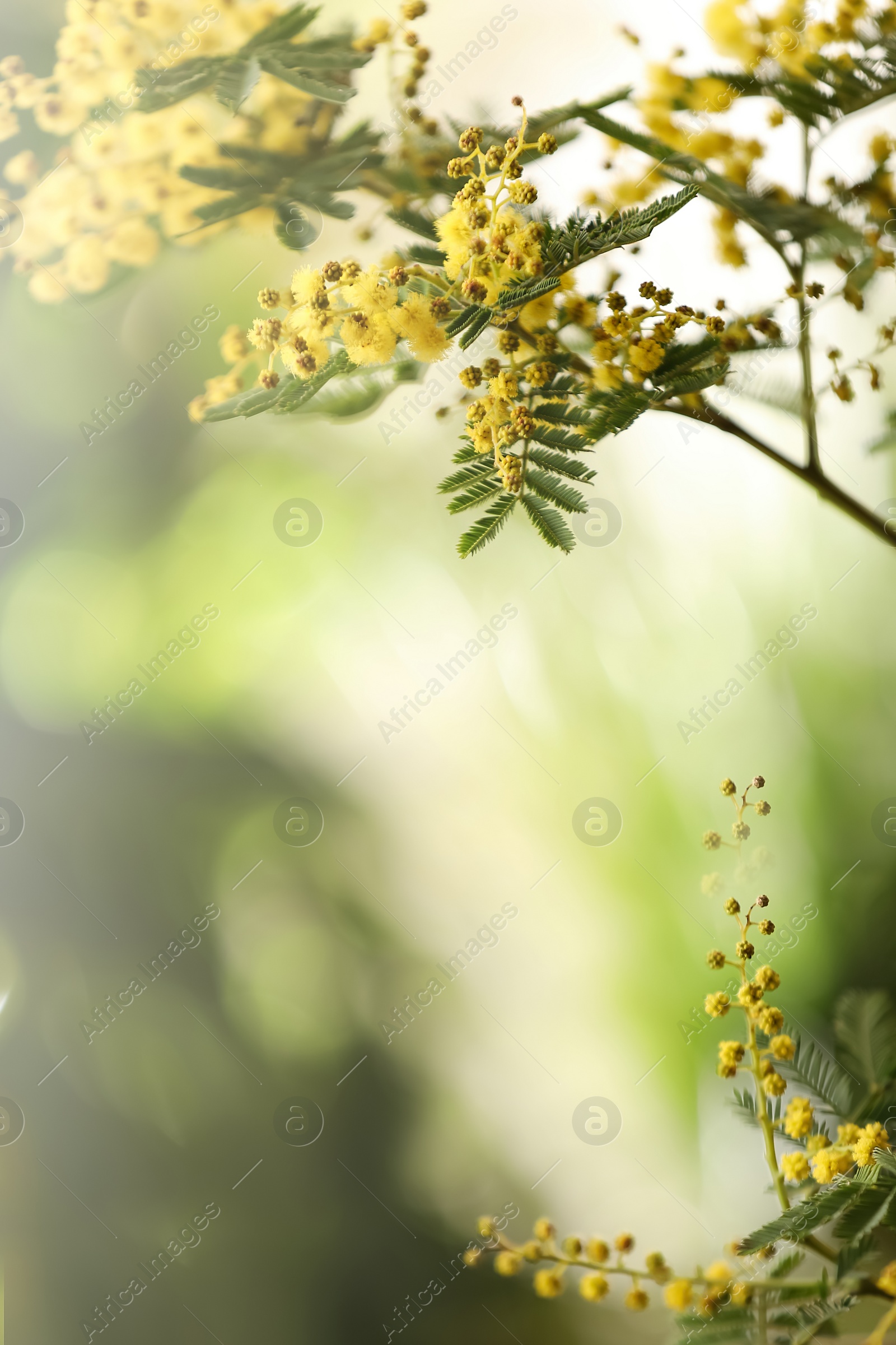 Photo of Beautiful mimosa plant on blurred background, closeup. Space for text