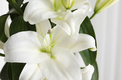 Beautiful lily flowers on white background, closeup