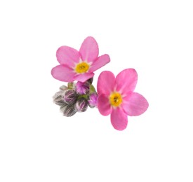 Photo of Delicate pink Forget-me-not flowers on white background