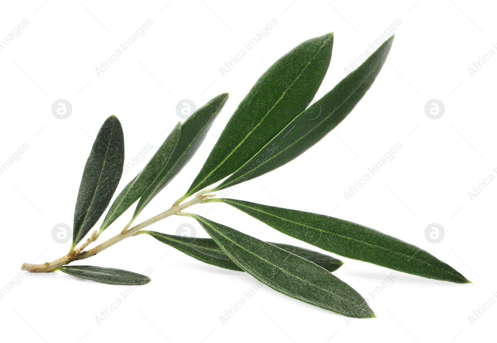 Photo of Olive tree branch with green leaves on white background