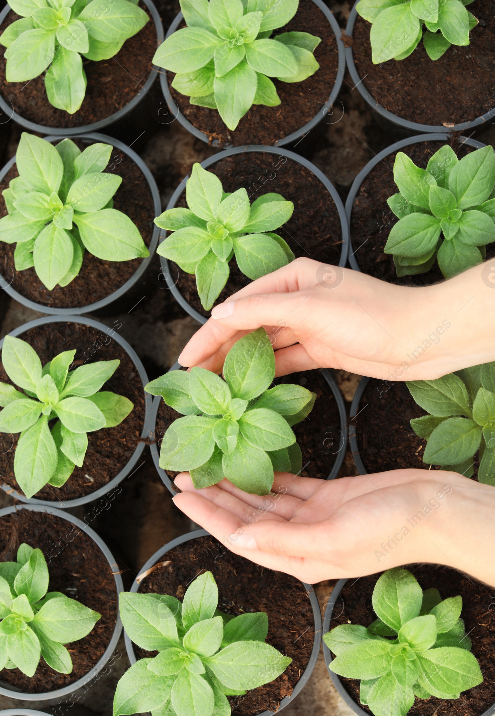 Photo of Woman taking care of seedlings in greenhouse, top view