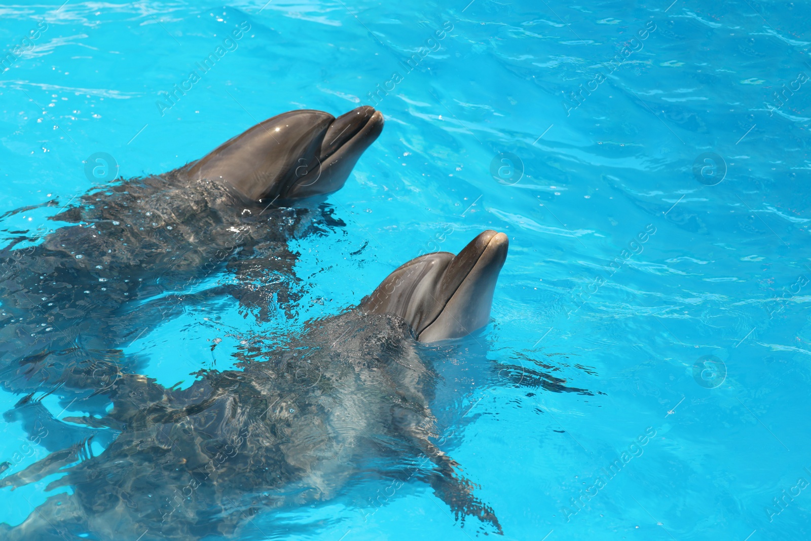 Photo of Dolphins swimming in pool at marine mammal park