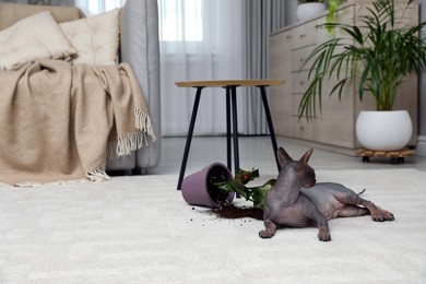 Photo of Sphynx cat near overturned houseplant on carpet at home