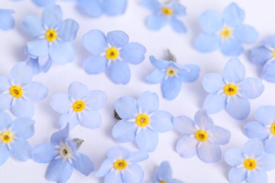 Photo of Beautiful forget-me-not flowers on white background, closeup