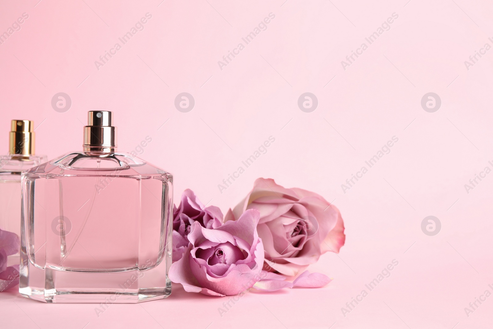 Photo of Bottles of perfume and beautiful roses on pink background. Space for text