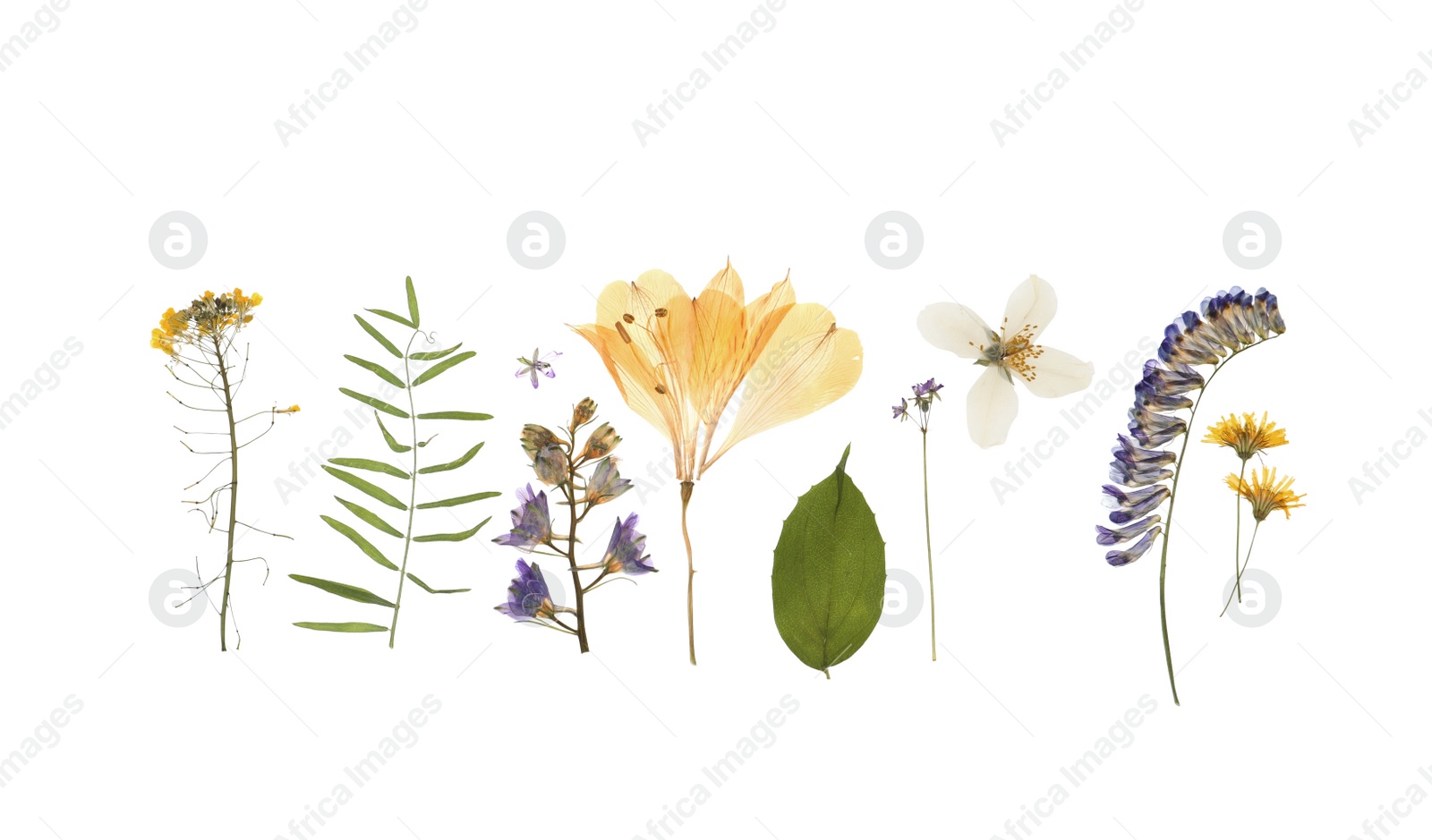 Photo of Wild dried meadow flowers on white background, top view