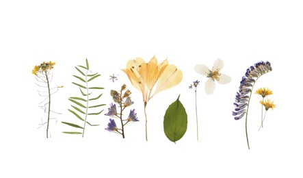 Photo of Wild dried meadow flowers on white background, top view