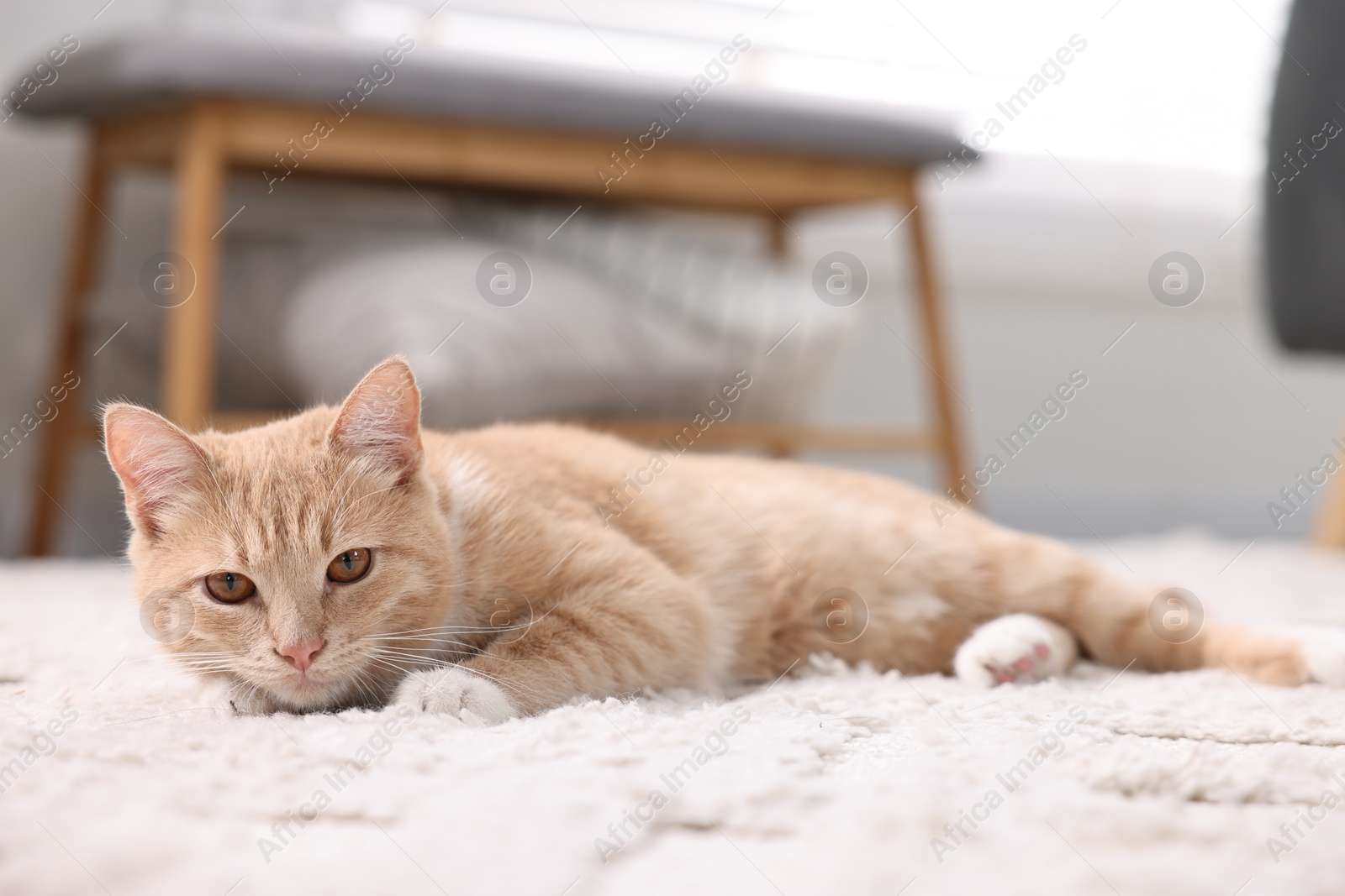 Photo of Cute ginger cat lying on floor at home