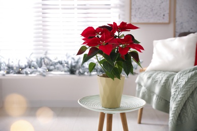 Photo of Beautiful potted poinsettia (traditional Christmas flower) on table at home. Space for text