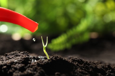 Photo of Watering little green seedling in soil, closeup. Space for text