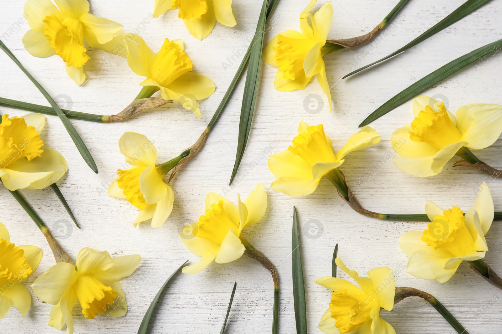 Photo of Flat lay composition with daffodils on white wooden background. Fresh spring flowers