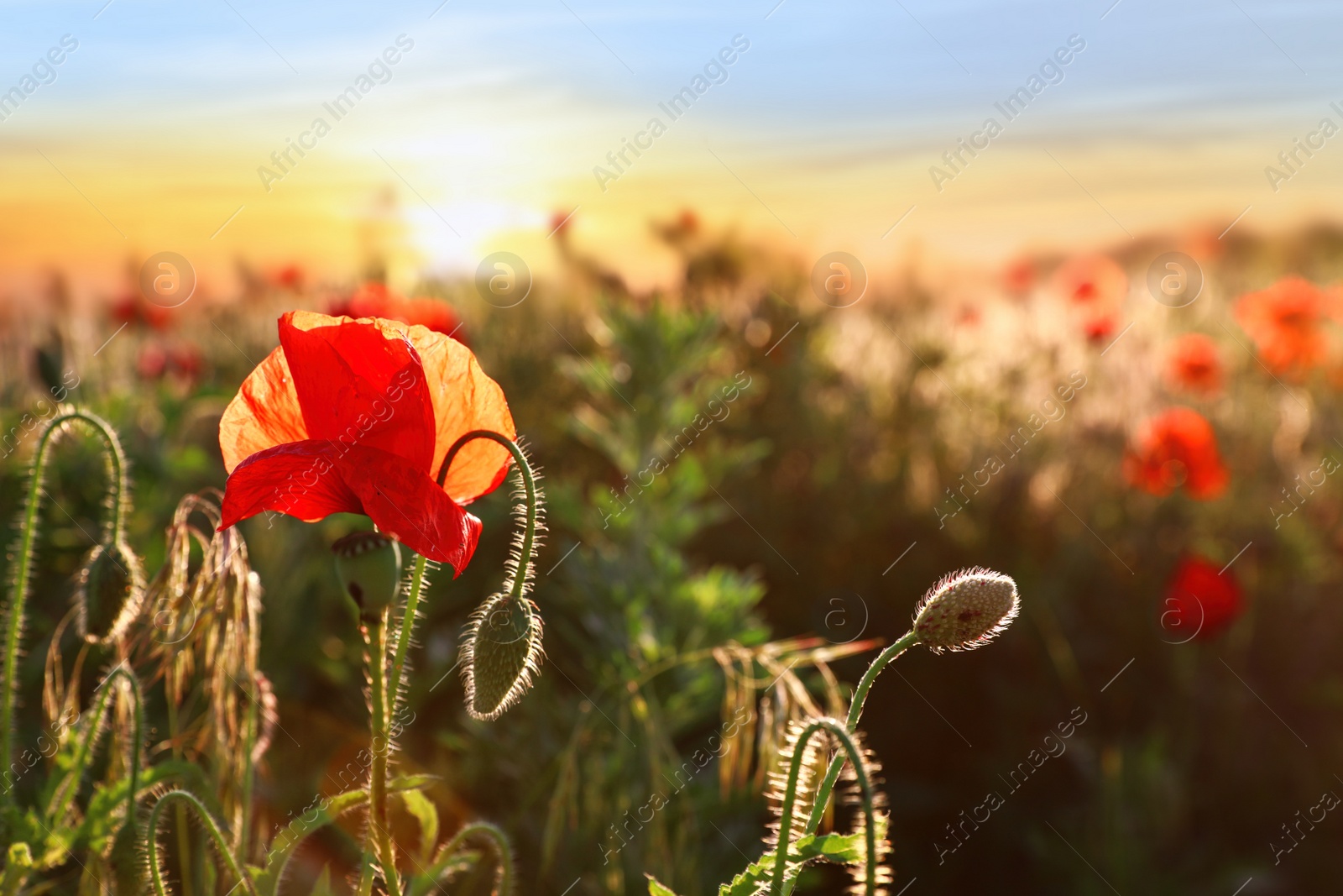 Photo of Beautiful blooming red poppy in field at sunset. Space for text