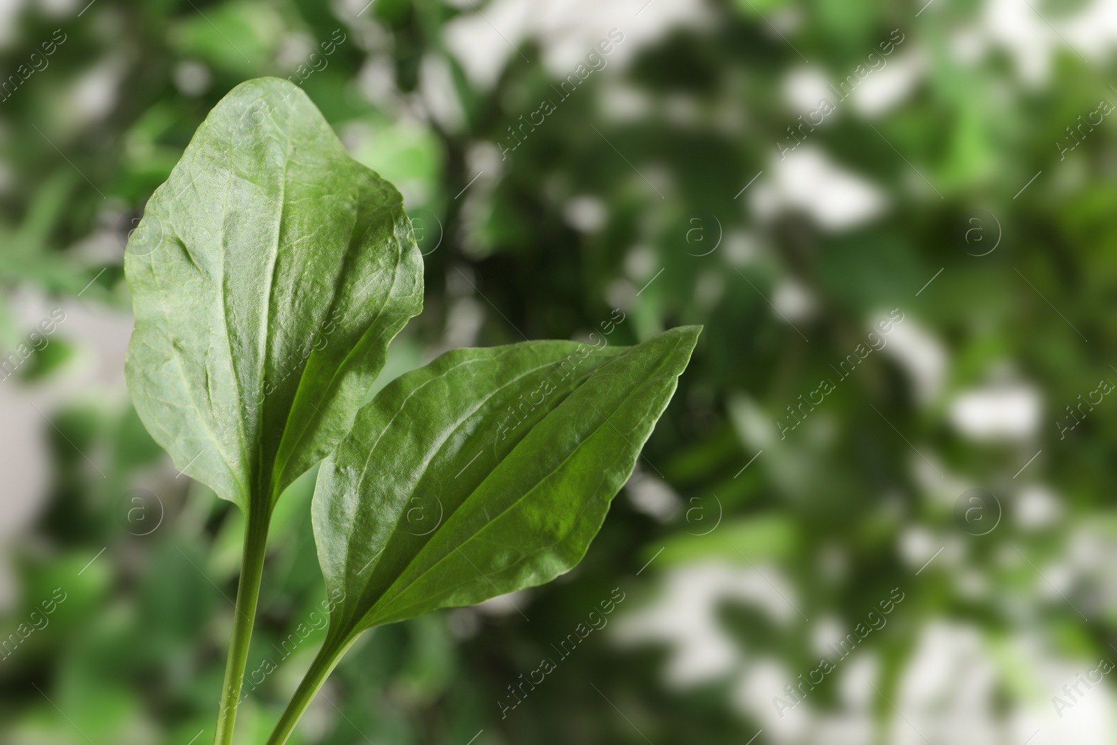 Photo of Green broadleaf plantain leaves outdoors, space for text. Medicinal herb