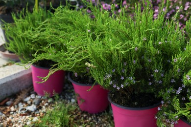 Many beautiful potted confetti bushes (Coleonema pulchellum) on gravel outdoors