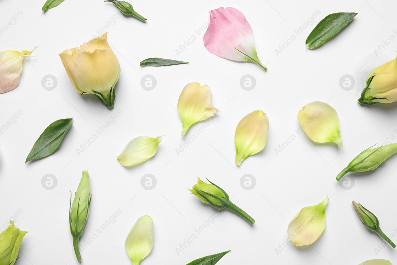 Photo of Flat lay composition with beautiful Eustoma flowers on light background