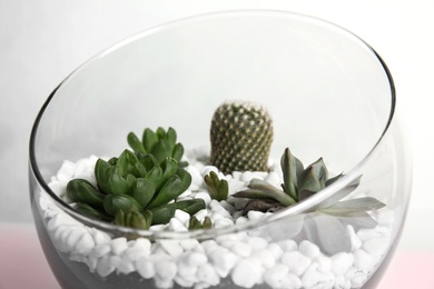 Glass florarium with different succulents on color background, closeup