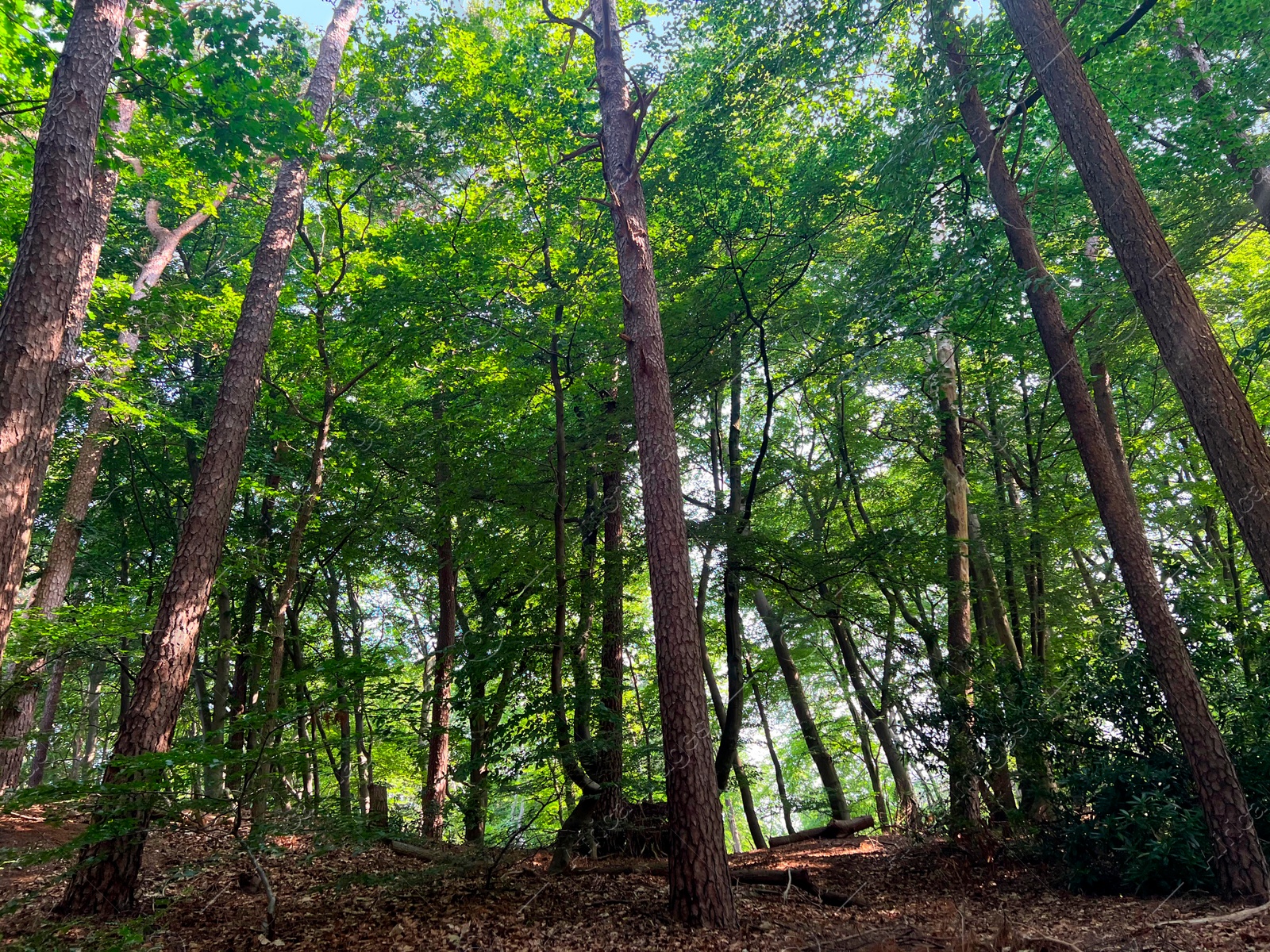 Photo of Beautiful green trees in forest on sunny day