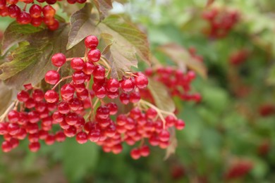 Photo of Beautiful Viburnum shrub with bright berries growing outdoors, closeup. Space for text