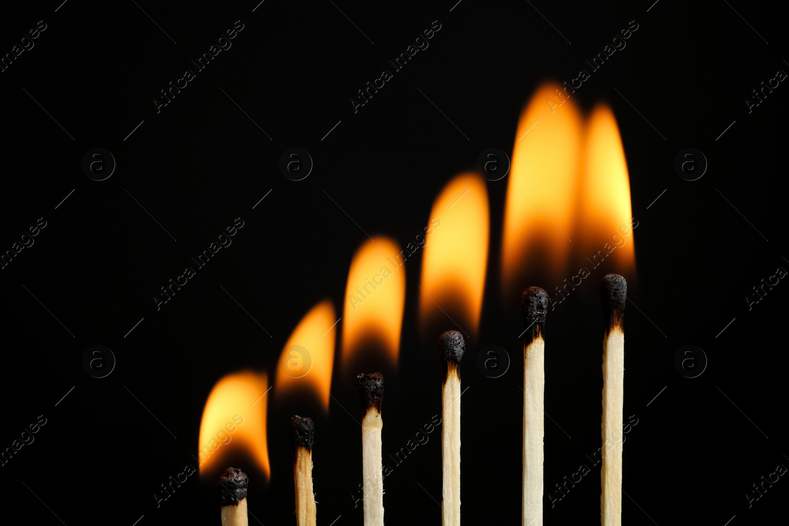 Photo of Line of burning matches on black background, closeup. Space for text