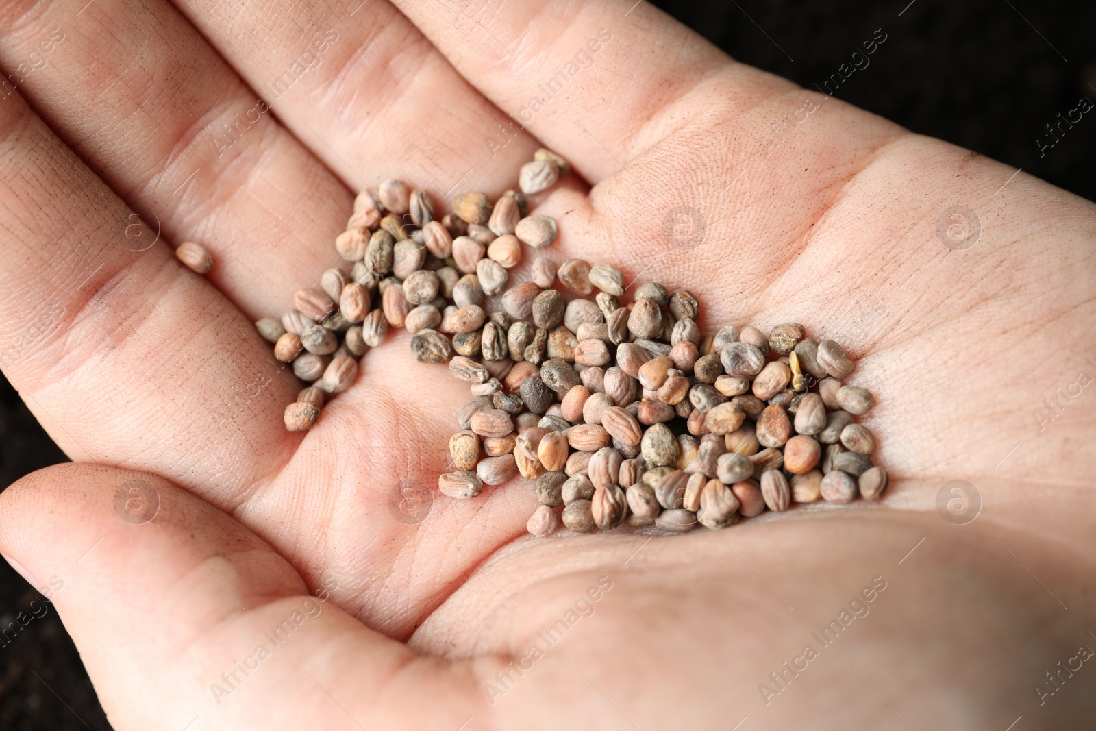 Photo of Woman holding pile of radish seeds, closeup. Vegetable planting