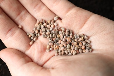 Photo of Woman holding pileradish seeds, closeup. Vegetable planting