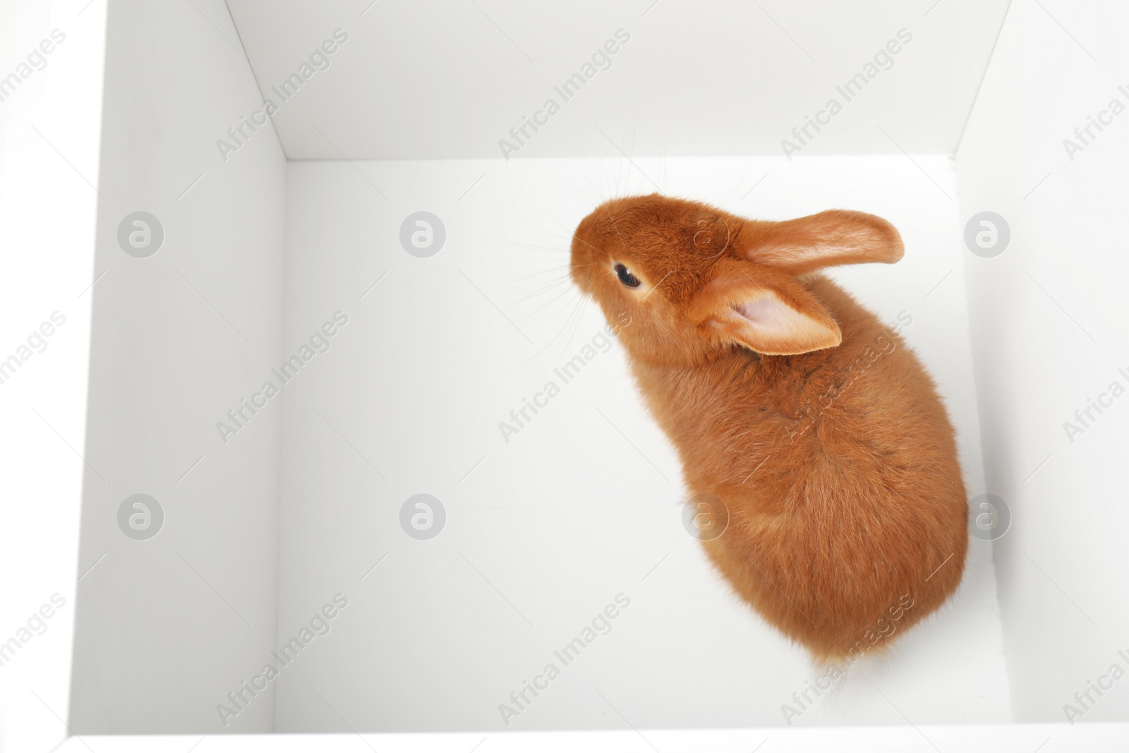 Photo of Adorable brown bunny inside of white box