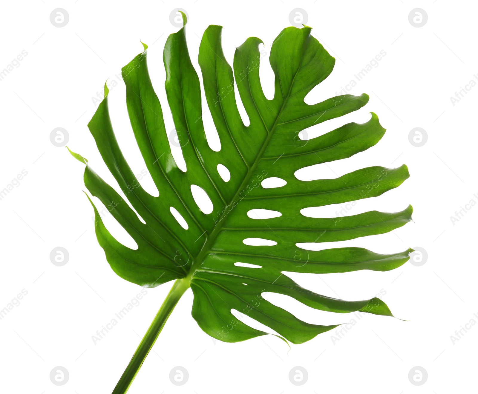 Photo of Fresh tropical monstera leaf on white background