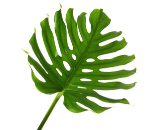 Fresh tropical monstera leaf on white background