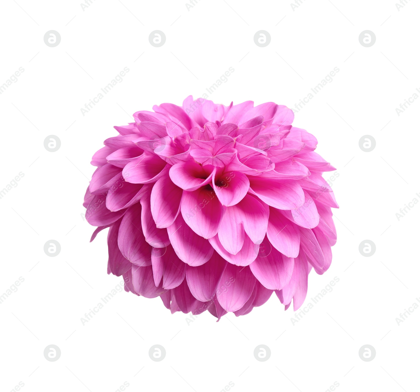 Photo of Beautiful pink dahlia flower on white background