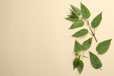 Photo of Fresh stinging nettle leaves on beige background, flat lay. Space for text