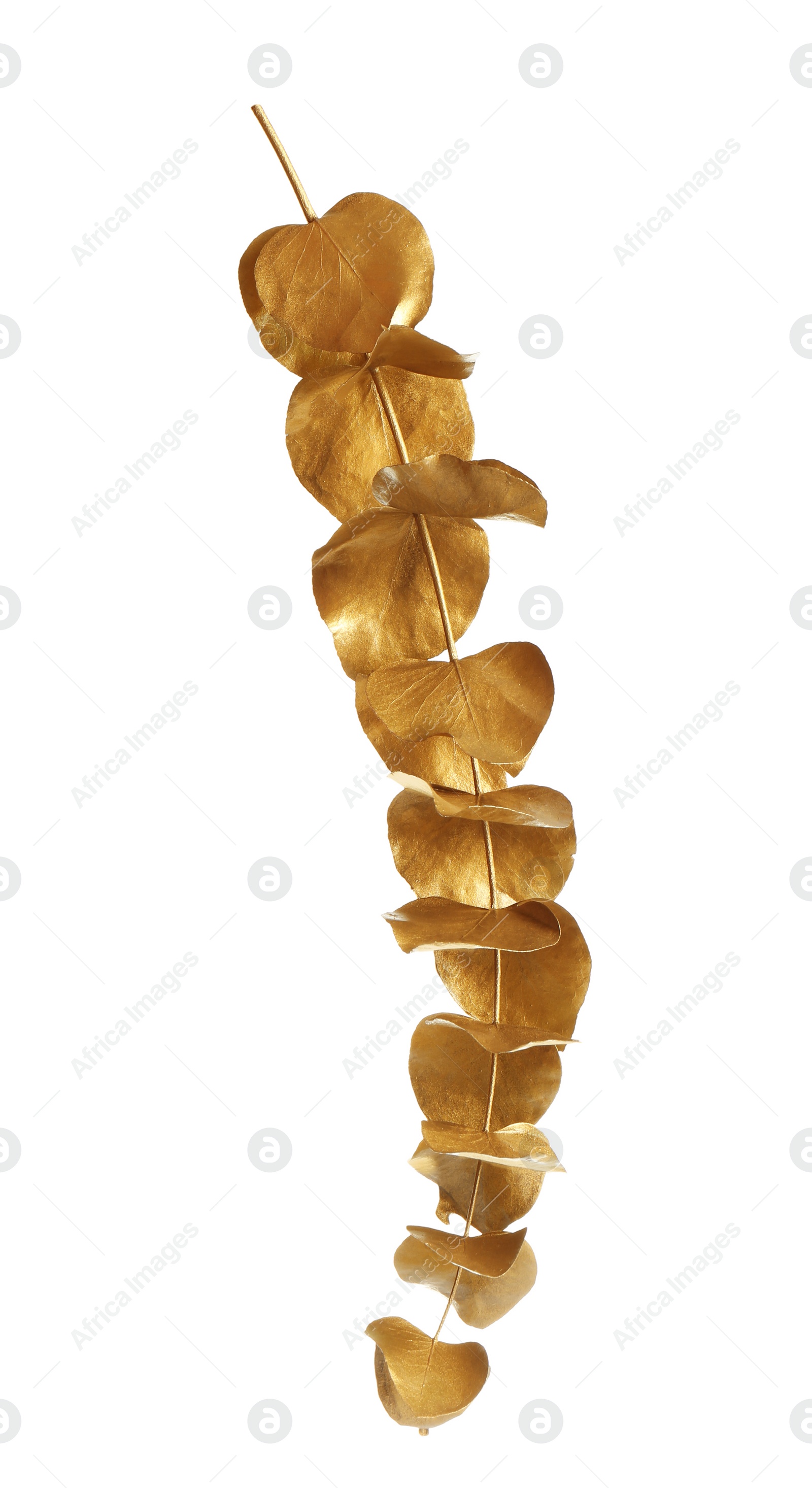 Photo of Gold painted eucalyptus branch isolated on white