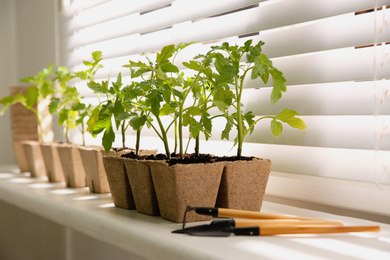 Photo of Gardening tools and green tomato seedlings in peat pots on white windowsill indoors