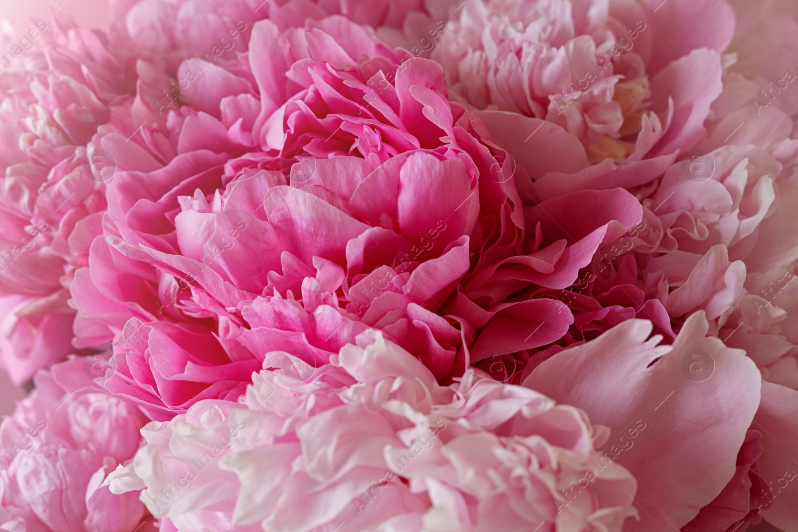 Photo of Closeup view of beautiful pink peony bouquet