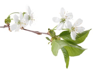 Spring branch with beautiful blossoms and leaves isolated on white