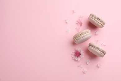 Delicious macarons and cornflower on pink background, flat lay. Space for text