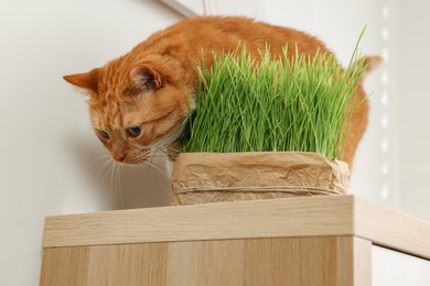 Cute ginger cat near potted green grass on wooden table indoors