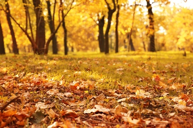 Photo of Autumn leaves on ground in beautiful park