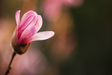 Photo of Beautiful bud of magnolia tree on blurred background, closeup. Space for text