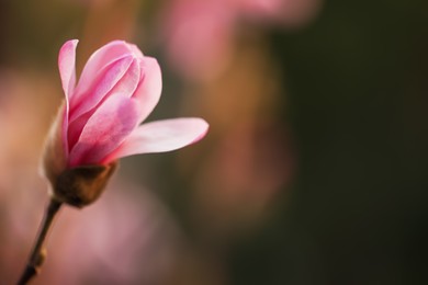 Beautiful bud of magnolia tree on blurred background, closeup. Space for text