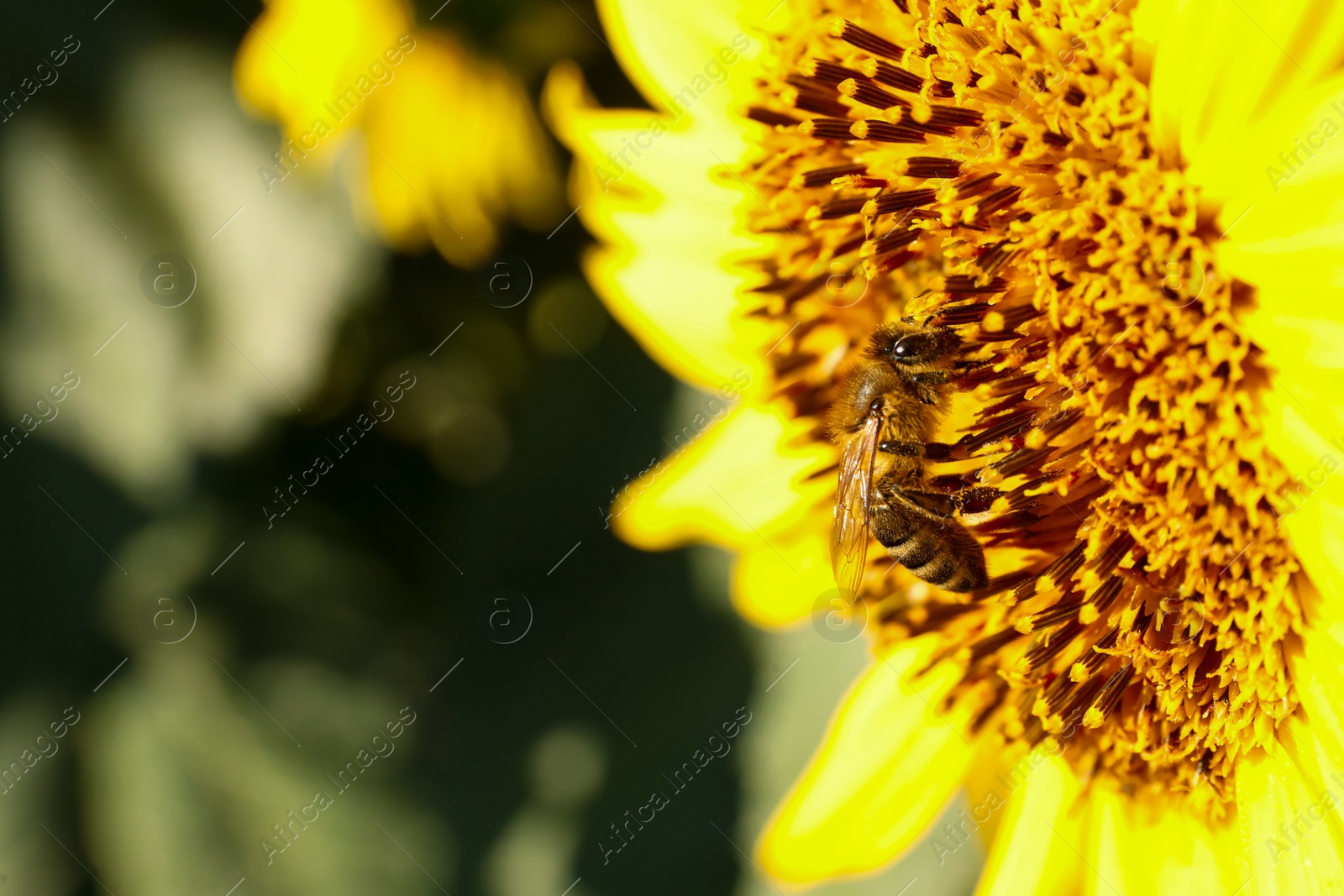 Photo of Honeybee collecting nectar from sunflower outdoors, closeup. Space for text