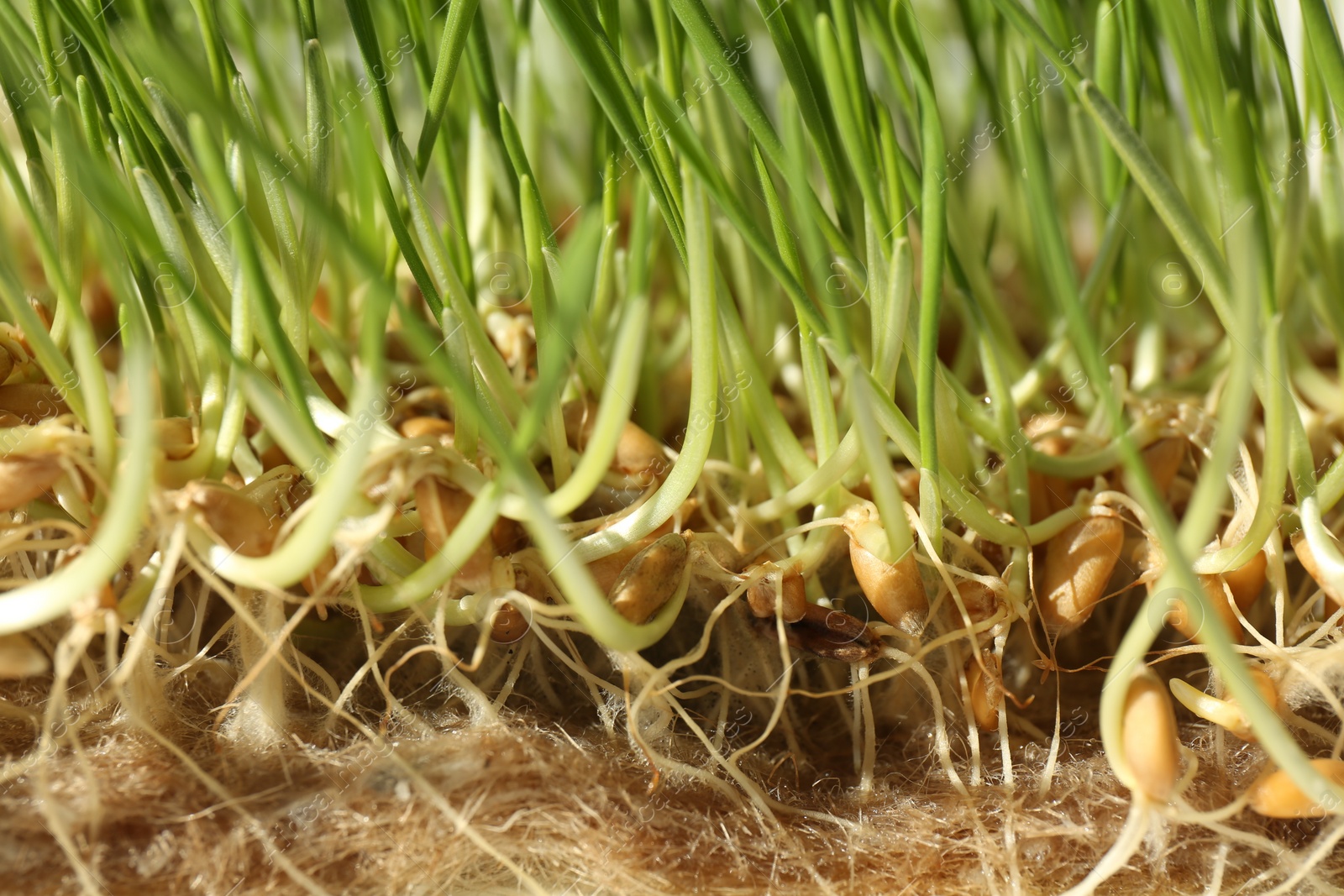 Photo of Growing microgreen. Many sprouted wheat seeds as background, closeup