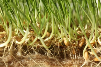 Growing microgreen. Many sprouted wheat seeds as background, closeup