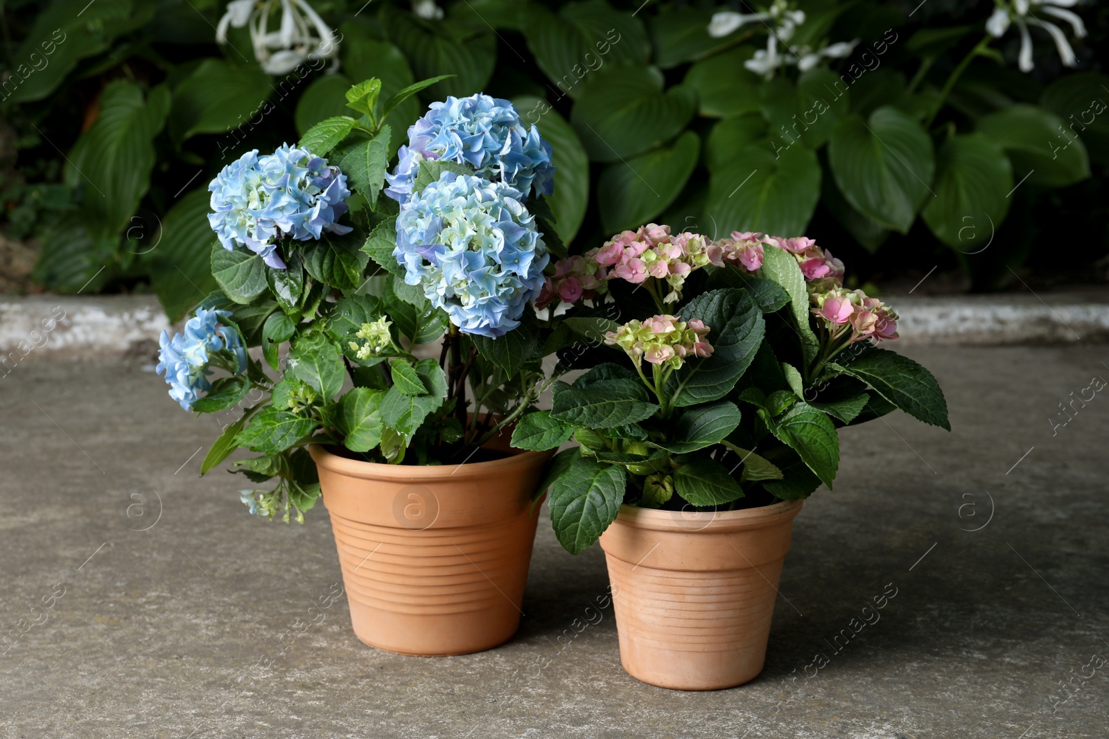 Photo of Beautiful blooming hortensia plants in pots outdoors