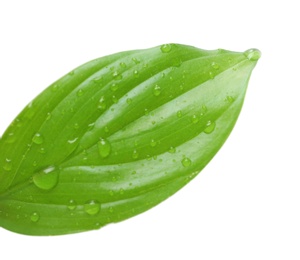 Photo of Green leaf with water drops isolated on white