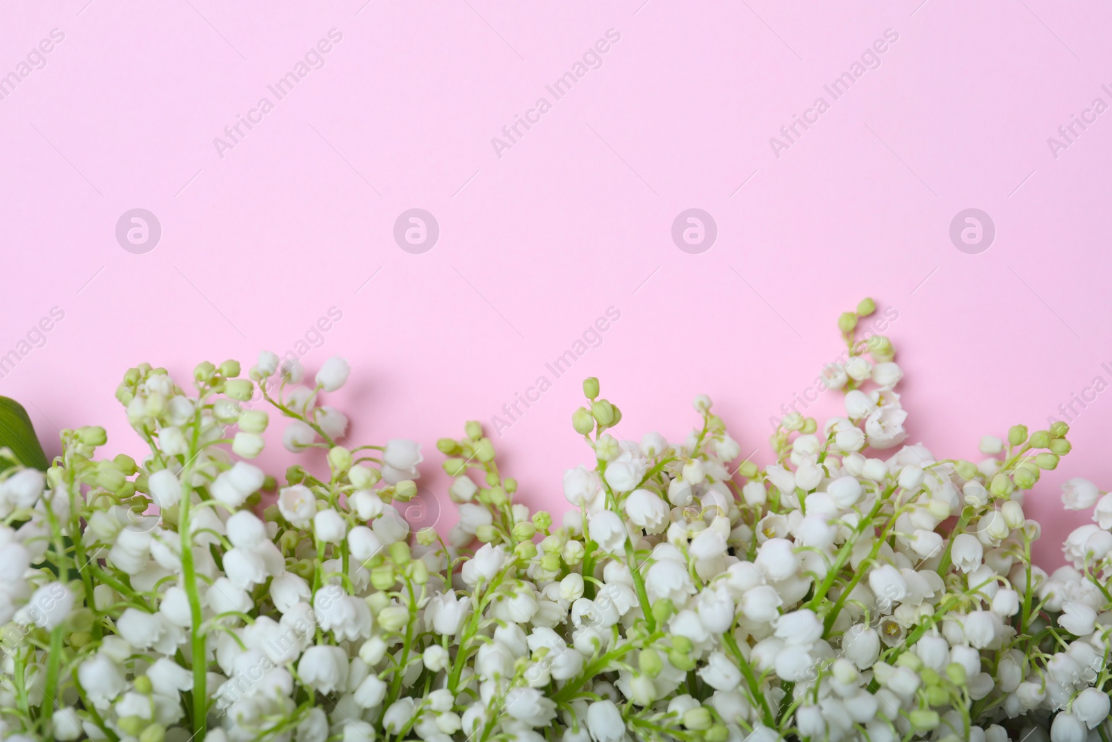 Photo of Beautiful lily of the valley flowers on pink background, flat lay. Space for text