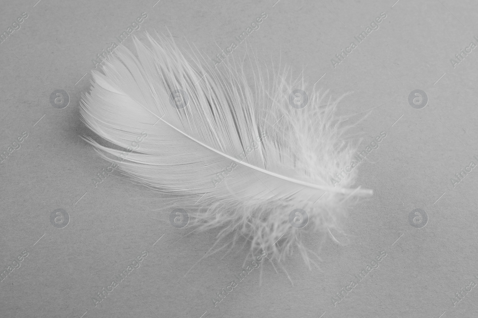 Photo of Fluffy white feather on light grey background, top view