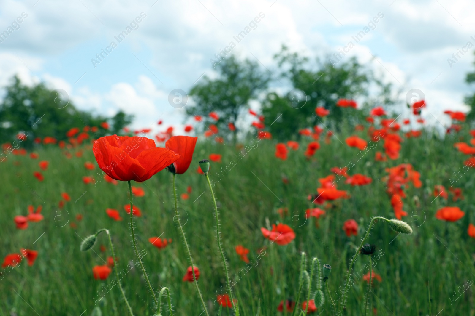 Photo of Beautiful red poppy flowers growing in field. Space for text