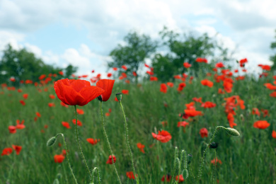 Photo of Beautiful red poppy flowers growing in field. Space for text